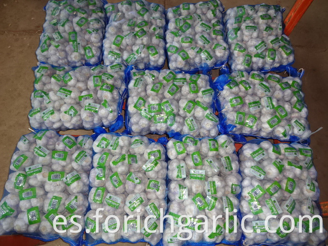 High Quality Normal White Garlic 2019